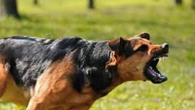 Πάτρα: 47χρονη δέχθηκε επίθεση από σκύλο - Συνελήφθη ο ιδιοκτήτης του