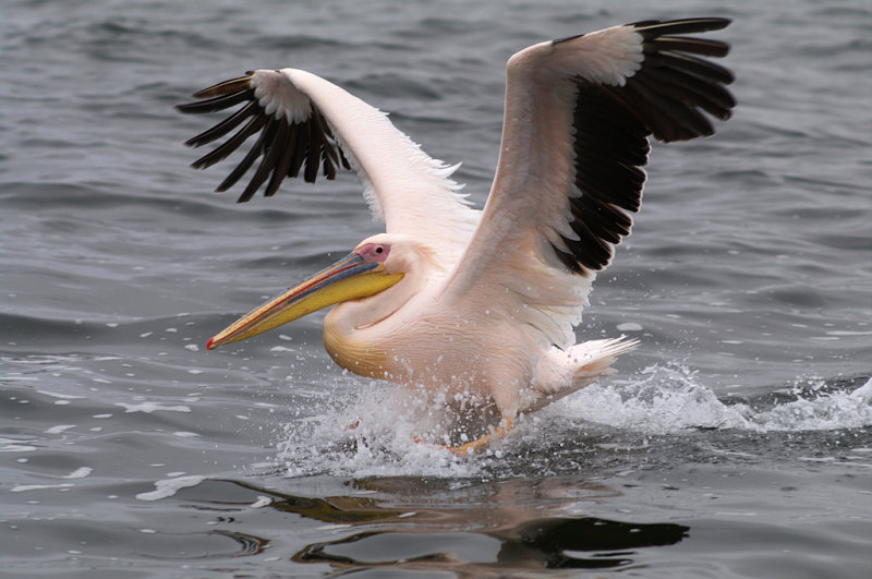 Ροδοπελεκάνος: Ένας σπάνιος και ιδιαίτερος επισκέπτης στο Κοτύχι! ΦΩΤΟ