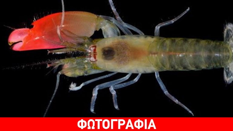 Ανακαλύφθηκε σπάνια γαρίδα που κάνει τρομερό κρότο !