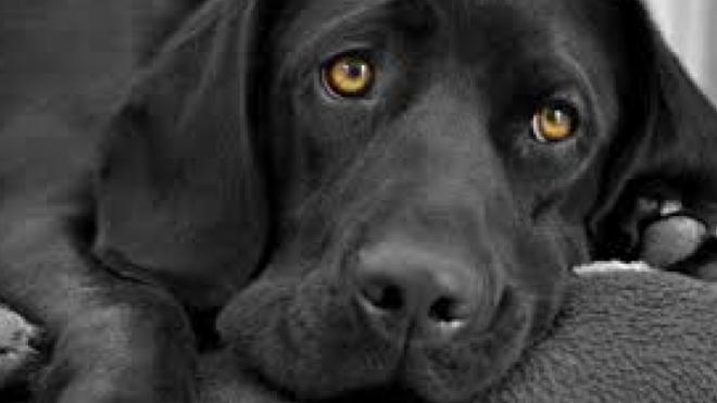 Χαλανδρίτσα: Δηλητηρίασε σκύλο και επιχείρησε να θανατώσει ακόμα έναν