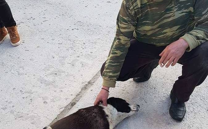 ΣΟΚ - Πυροβόλησαν σκυλάκι στις Αλυκές Δυτικής Αχαΐας - ΔΕΙΤΕ ΦΩΤΟ