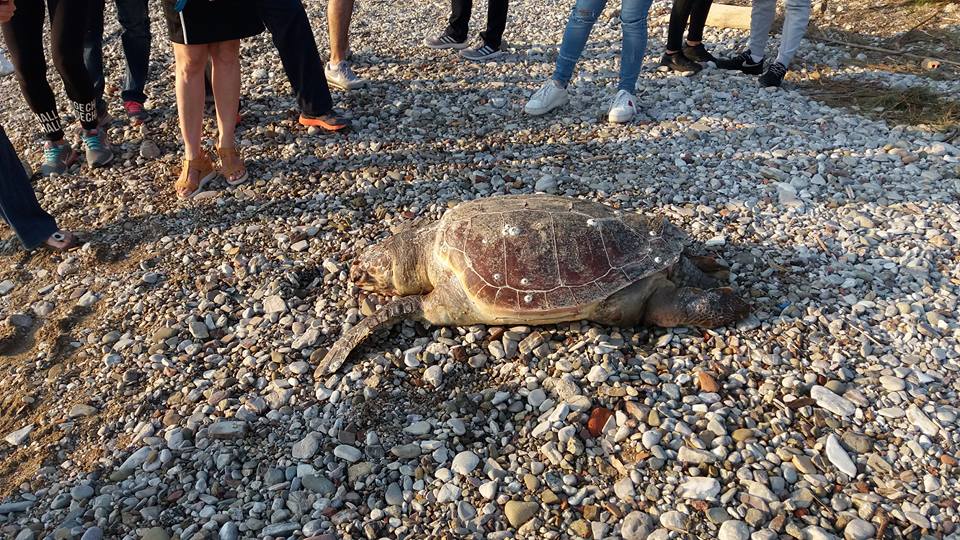 Πάτρα: Νεκρή χελώνα στην πλαζ στο ύψος του κολυμβητηρίου
