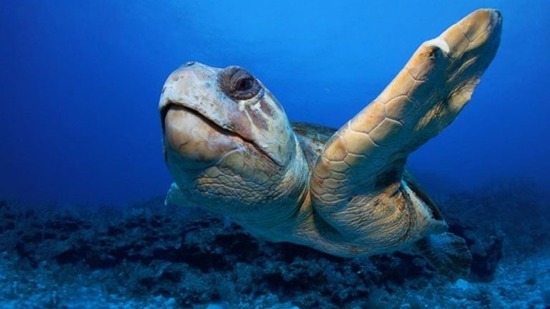 Νεκρή θαλάσσια χελώνα