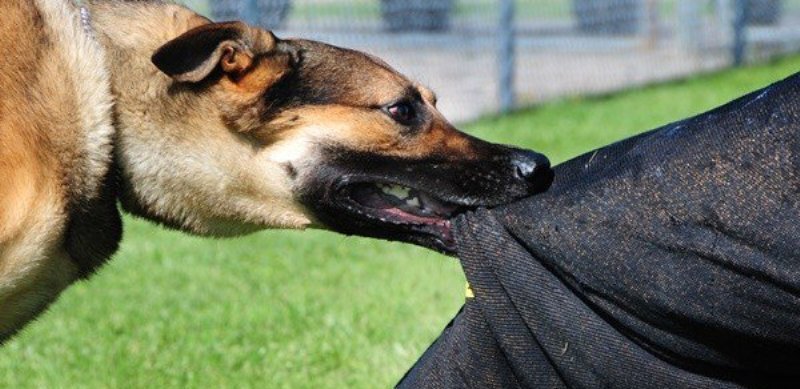 Πάτρα: Επίθεση αγριεμένου αδέσποτου σε γυναίκα που περπατούσε αμέριμνη- Την έστειλε στο νοσοκομείο