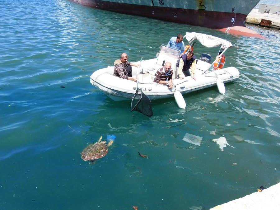 «Γέφυρα σωτηρίας για την “Ελπίδα”»- H Επιχείρηση διάσωσης τραυματισμένης Caretta caretta από το λιμάνι της Πάτρας