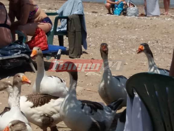 Κάτω Αχαΐα: Οι πάπιες έγιναν ένα ...με τους λουόμενους - Απίστευτες σκηνές - ΦΩΤΟ - ΒΙΝΤΕΟ