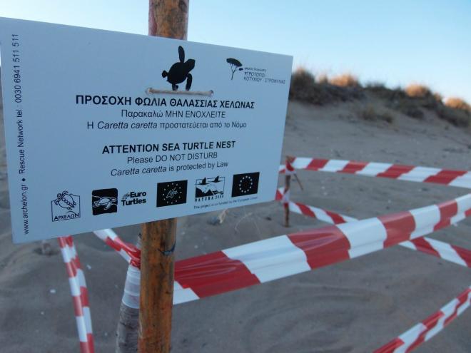 Σε εξέλιξη η ωοτοκία της θαλάσσιας χελώνας καρέτα-καρέτα στο Εθνικό Πάρκο Υγροτόπων Κοτυχίου Στροφυλιάς - ΔΕΙΤΕ ΦΩΤΟΓΡΑΦΙΕΣ