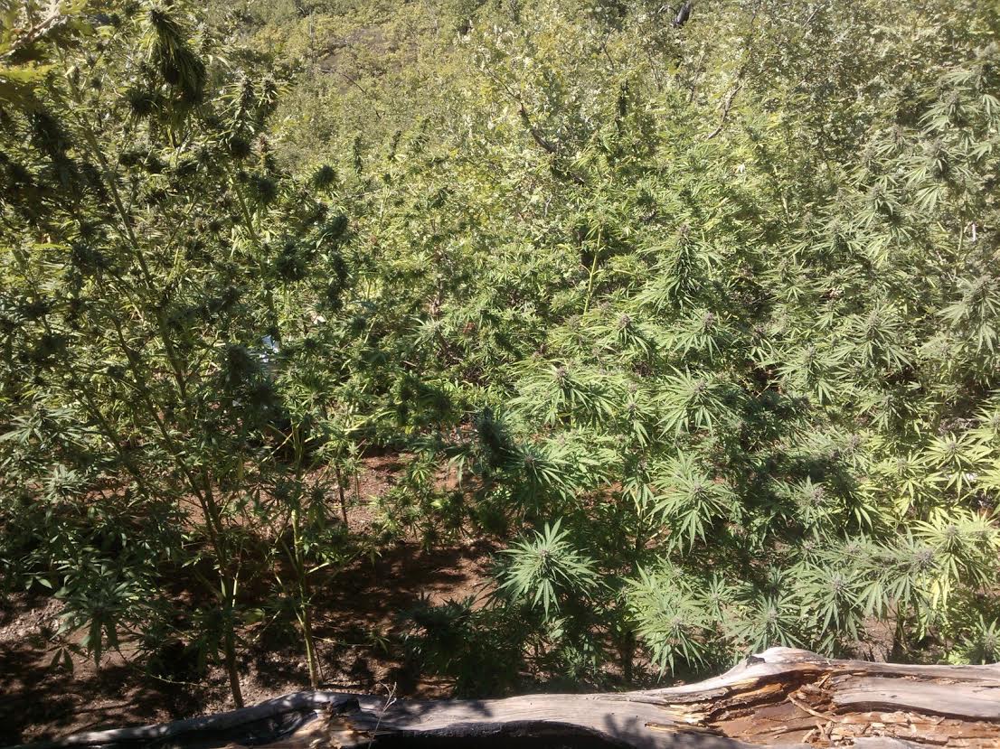 Ηλεία: Τρεις συλλήψεις στο Λαμπέτι για καλλιέργεια ναρκωτικών