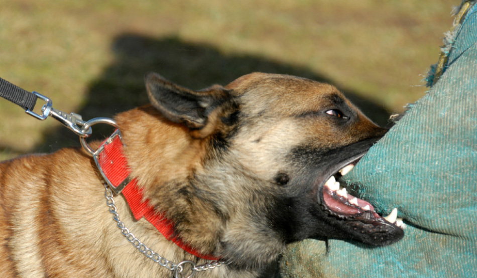 Δυτική Αχαΐα: Του επιτέθηκαν σκυλιά, τον δάγκωσαν και τον έστειλαν στο Κέντρο Υγείας