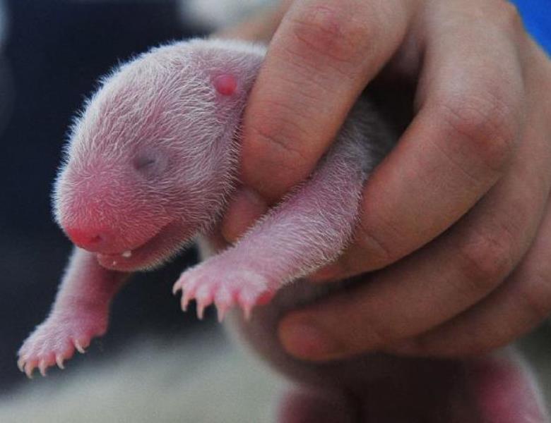 Γεννητούρια στον ζωολογικό κήπο του Τόκιο