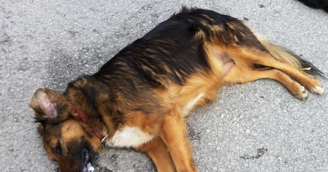 Άγνωστος έριξε φόλα σε δεσποζόμενο σκύλο 63χρονης