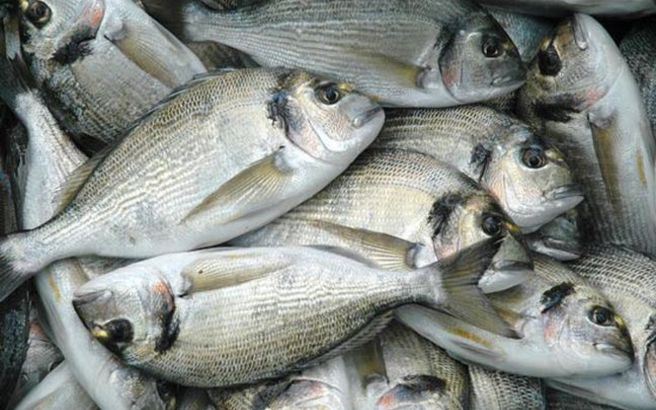 Έκλεψαν 600 κιλά τσιπούρες από το Νιοχώρι Αιτωλοακαρνανίας