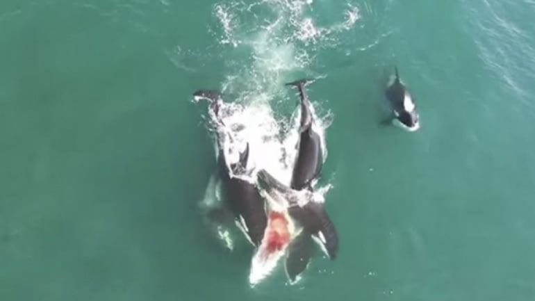 Κοπάδι όρκες κατασπαράζει φάλαινα