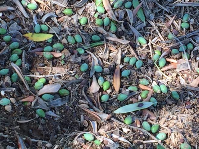 Στη Δυτική Αχαΐα επόπτης του ΕΛΓΑ μετά τις ζημιές σε καλλιέργειες από την κακοκαιρία - Σε απόγνωση οι παραγωγοί, πότε θα πάρουν τις αποζημιώσεις – ΔΕΙΤΕ ΦΩΤΟ