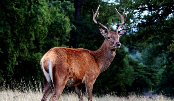 Με 1500 ευρώ επικήρυξε κυνηγετικός σύλλογος τον εκτελεστή ελαφιού