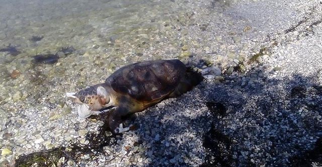 Νεκρή θαλάσσια χελώνα στον Μύτικα