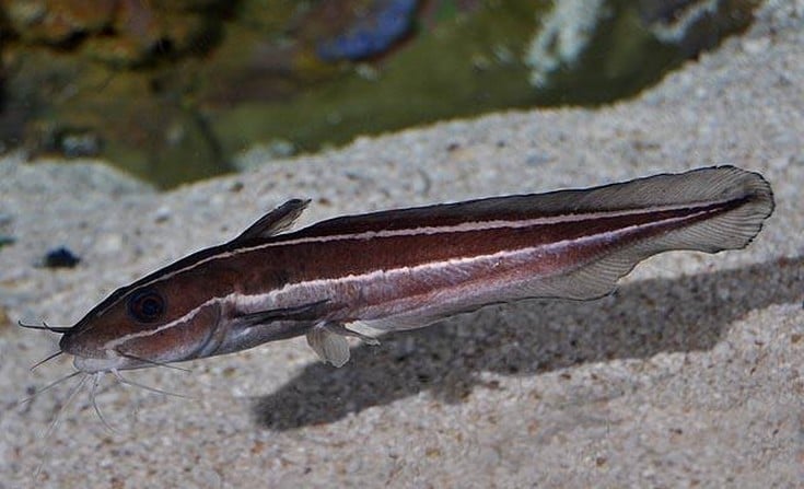 Νέος δηλητηριώδης εισβολέας στο Αιγαίο - ΒΙΝΤΕΟ