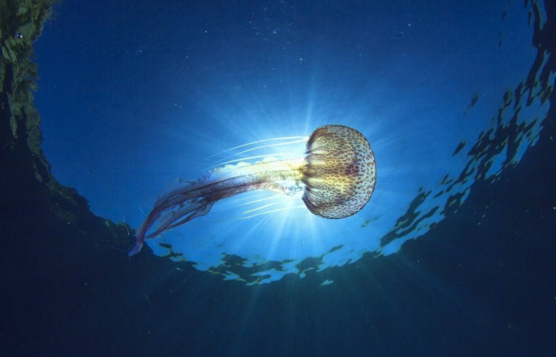 Κορινθιακός - Πατραϊκός: Οι πολίτες αναλαμβάνουν δράση - Διαδικτυακή εκστρατεία για την "επέλαση" από τσούχτρες