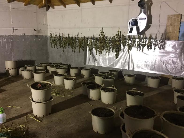 Αχαΐα: Συνελήφθη χασικολλιεργητής - Εντοπίστηκαν δεκάδες δενδρύλλια σε δασική έκταση - Διέθετε υδροπονική καλλιέργεια στο σπίτι του! ΦΩΤΟ