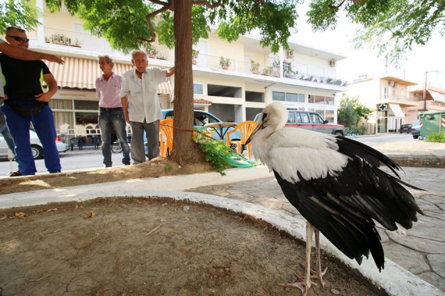 Καλύβια Αγρινίου: Δεν τα “κατάφερε” ο νεαρός πελαργός στο πρώτο πέταγμά του- Έπεσε από τον τρούλο της εκκλησίας