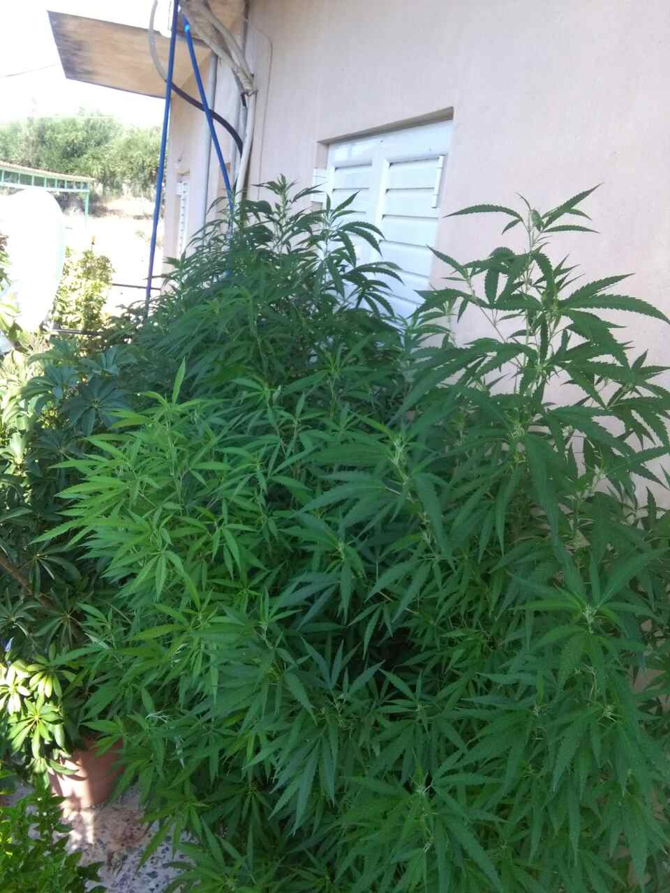 Ηλεία: Καλλιεργούσε μίνι χασισοφυτεία στο μπαλκόνι του - ΦΩΤΟ
