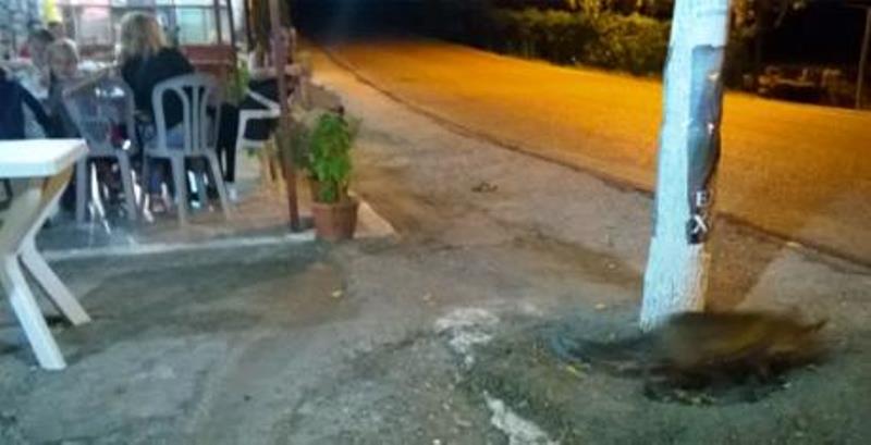 Αγρίνιο: Οι πελάτες του καφενείου κοιτούσαν την απίθανη εικόνα- Mια αλεπού δίπλα τους- ΒΙΝΤΕΟ