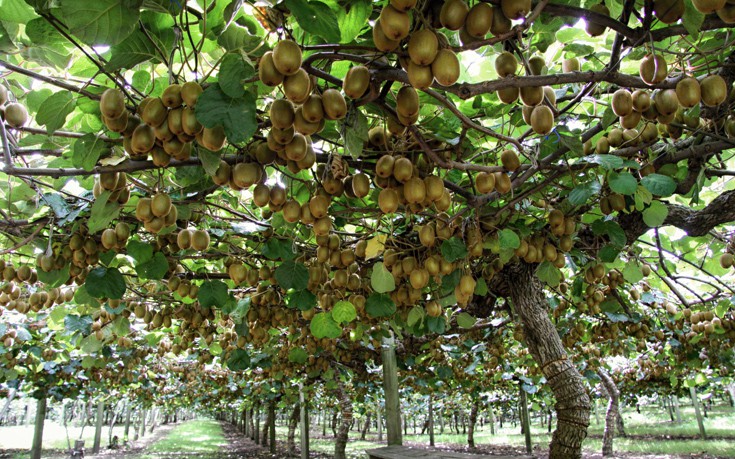 Δυτική Ελλάδα: Δεσμεύτηκαν και καταστράφηκαν 80 τόνοι παράνομα διακινούμενων ακτινιδίων - Κύκλωμα παράνομης διακίνησης "βλέπουν" οι Αρχές