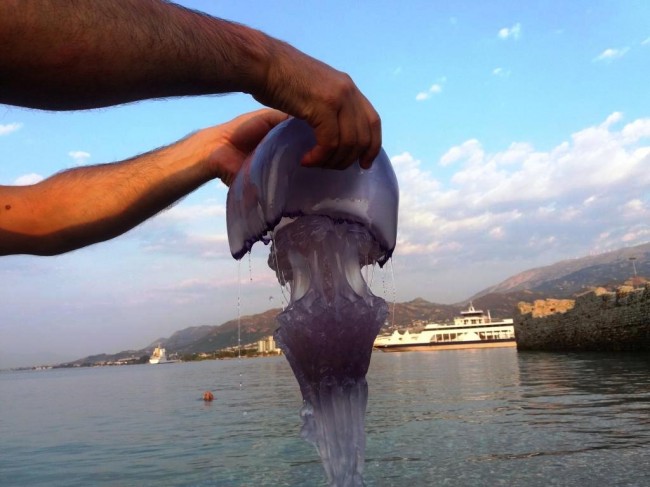 Πάτρα: Μια τεράστια μέδουσα απομάκρυναν εθελοντές από τη θάλασσα του Ρίου- ΦΩΤΟ