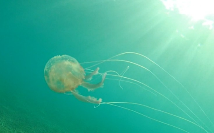 Κορινθιακός: Δείτε τι έκανε επιχειρηματίας για να σταματήσει την επέλαση των μεδουσών - ΒΙΝΤΕΟ