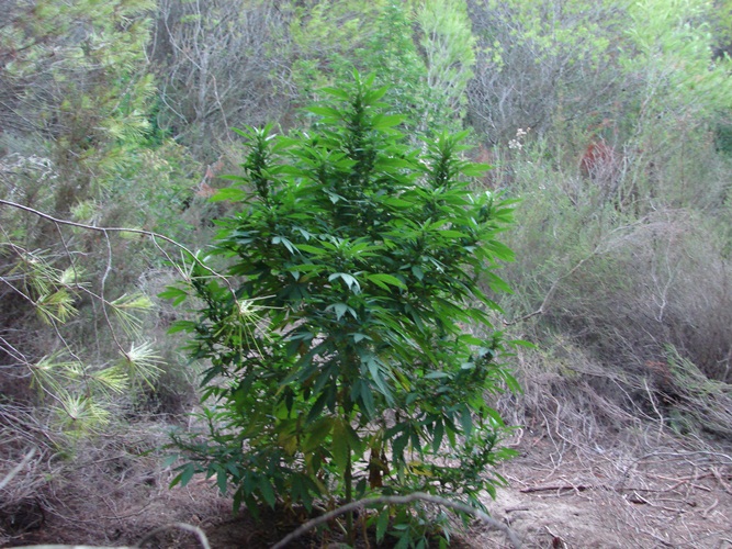 Κουνουπέλι: Είχε "ξηλώσει" το δάσος για να φυτέψει χασισοφυτεία! Δύο μέτρα είχαν φτάσει τα δέντρα - ΦΩΤΟ