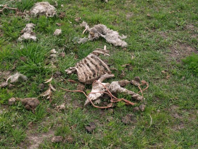 Οι Πατρινοί ξεσηκώνονται - Στις 10 συγκεντρώνονται σήμερα στα Δικαστήρια για την υπόθεση κακοποίησης ζώων σε φάρμα της δυτικής Αχαΐας - ΦΩΤΟ