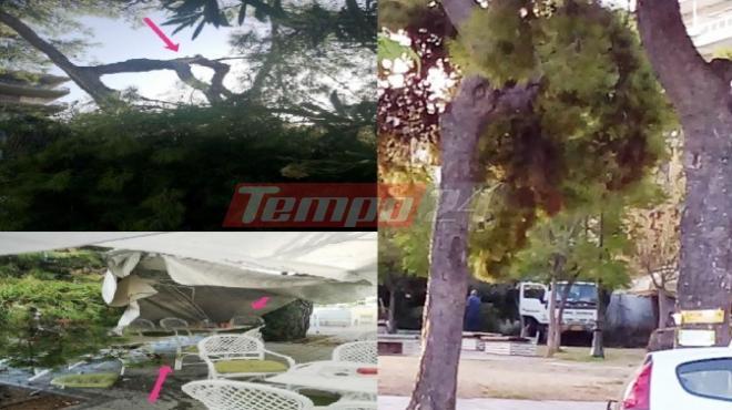 Πάτρα: Κινδύνευσαν θαμώνες από πτώση κλαδιών - Σήμερα ο Δήμος κλαδεύει δένδρα - ΦΩΤΟ