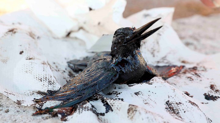 Συγκλονίζει η φωτογραφία της μικρής αλκυόνης της βουτηγμένης στο μαζούτ- "Δυστυχώς το αλκυονάκι μας δεν τα κατάφερε"
