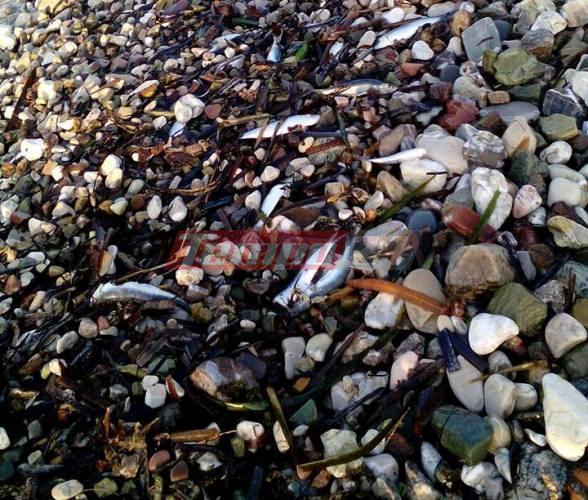 Πάτρα: Γέμισε νεκρά ψάρια η παραλία στον Καστελόκαμπο! ΦΩΤΟ