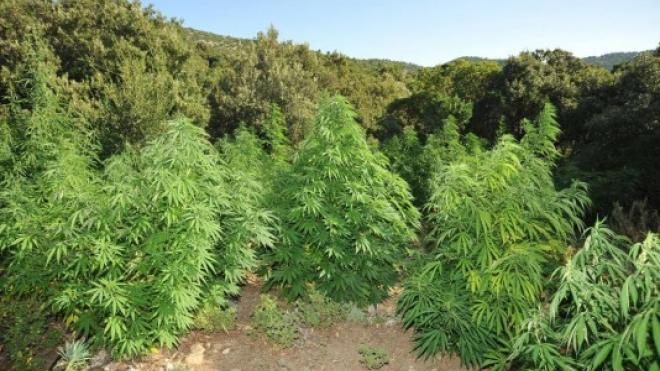 "Ορφανές" χασισοφυτείες 91 δενδρυλλίων εντοπίστηκαν στην Ηλεία