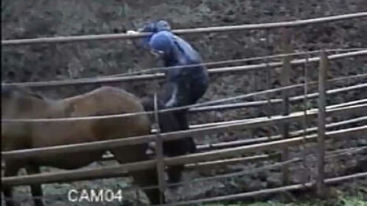 Ασύλληπτο: Απάτησε τη σύντροφό του με... άλογο