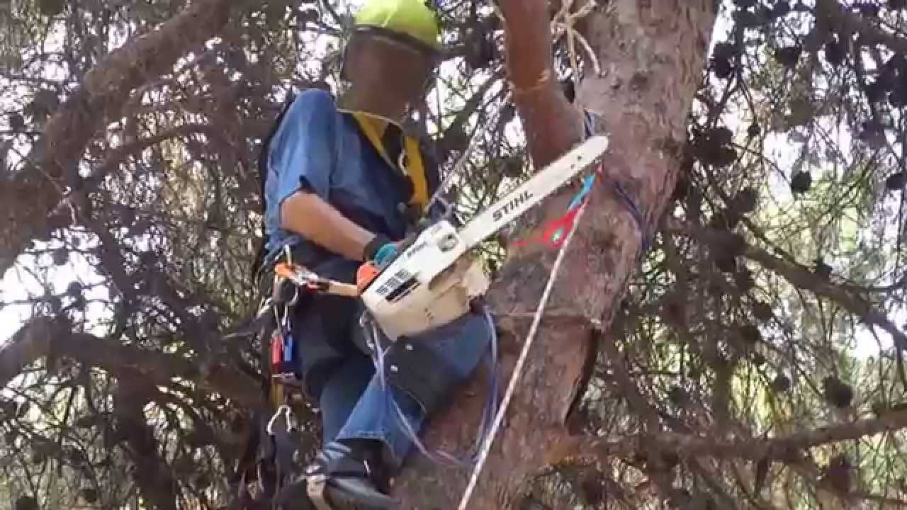 Κλαδεύουν δέντρα την Κυριακή στη Μαιζώνος