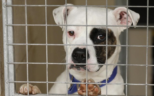 Η Καλιφόρνια απαιτεί από όλα τα καταστήματα κατοικίδιων ζώων να πωλούν αδέσποτα ζώα
