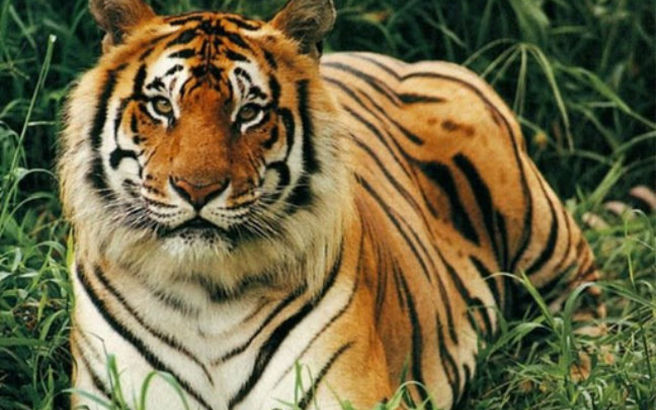 Πανικός από μια τίγρη που κυκλοφορούσε ελεύθερη στο Παρίσι