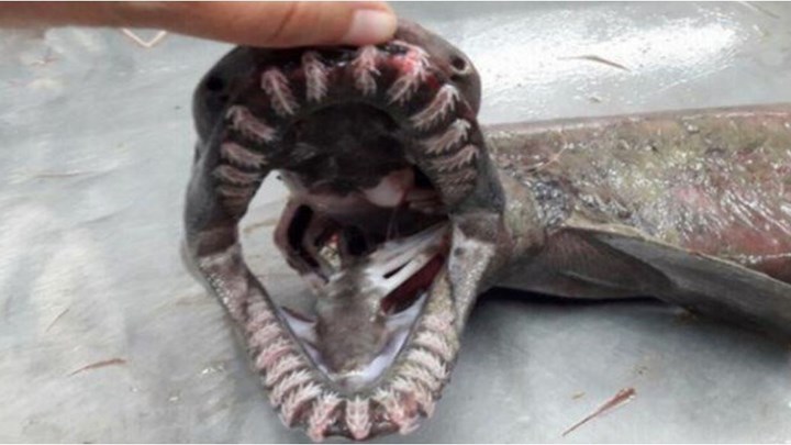 Ψαράς αλίευσε «προϊστορικό» καρχαρία