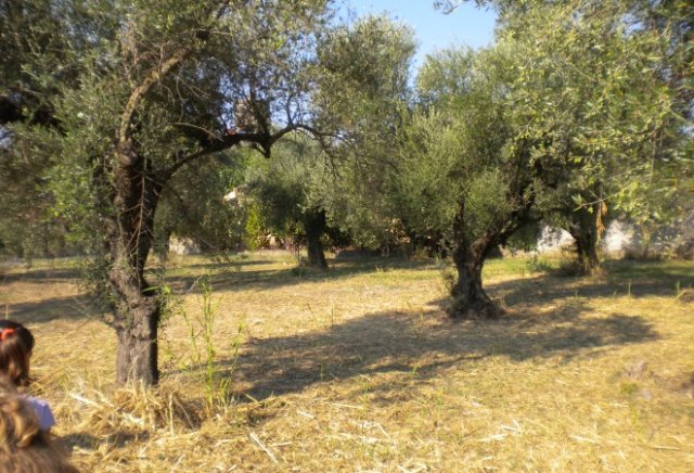 Άγνωστοι «σήκωσαν» τόνους ελιάς από αποθήκες στο Αιτωλικό