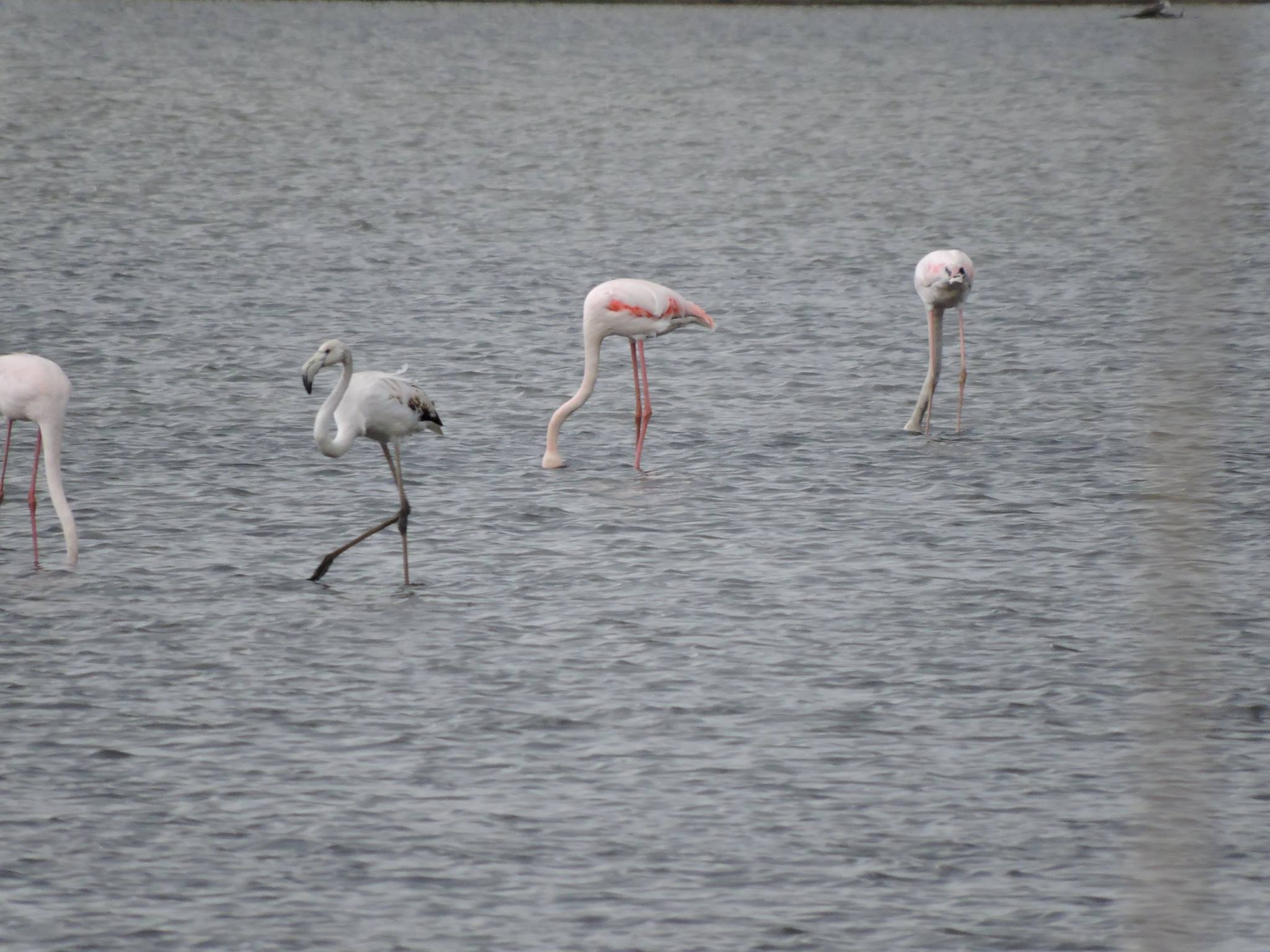 Αυτό είναι το νομοσχέδιο που θωρακίζει τις περιοχές NATURA - Νέος Φορέας Διαχείρισης Κορινθιακού Κόλπου - Καλύπτονται οι εργαζόμενοι και για το 2018