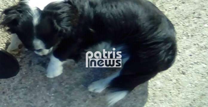 Οινόη: Σκύλος πυροβολήθηκε με αεροβόλο – Ανάστατοι οι κάτοικοι