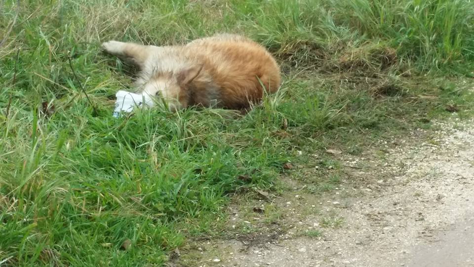 Ηλεία: Δηλητηρίασε δύο σκυλιά