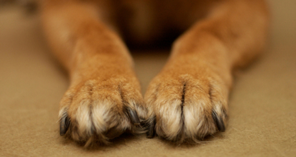 ΑΠΙΣΤΕΥΤΟ Έριξε «φόλα» σε σκύλο επειδή γάβγιζε!