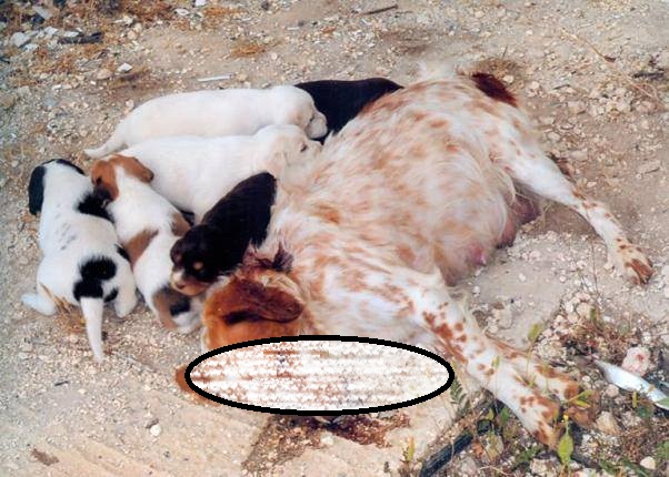 Δυτική Ελλάδα: Νέα φρίκη μέσα σε λίγες μέρες μετά το κρέμασμα ζώου από ελιά - Πυροβόλησαν εν ψυχρώ στο κεφάλι σκύλα την ώρα που θήλαζε τα κουτάβια της - Τα μικρά παραμένουν δίπλα της... ΦΩΤΟ