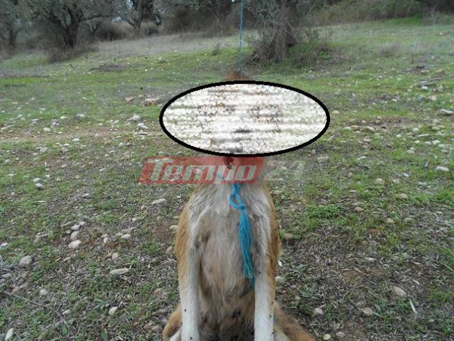Δυτική Αχαΐα: Φιλόζωοι επικήρυξαν με 1000 ευρώ αυτούς που κρέμασαν τον σκύλο από δέντρο - Συνεχίζονται οι έρευνες της Αστυνομίας