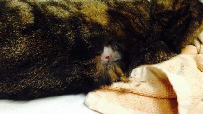 Πάτρα: Πυροβόλησε και τραυμάτισε αδέσποτο ζώο - Αναζητείται ο δράστης