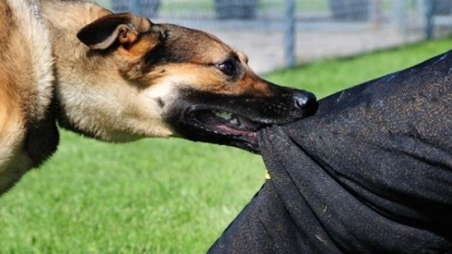 Πάτρα: Τρόμος για παιδιά - Τα δάγκωσε σκύλος - Μεταφέρθηκαν στο Καραμανδάνειο