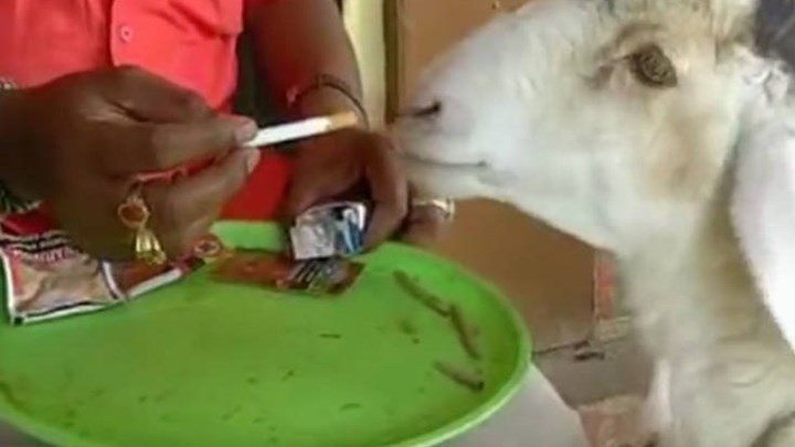 Αρνί προτιμά να καπνίζει πάρα να μασάει - ΒΙΝΤΕΟ